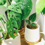 Indoor Plants