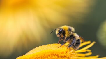 honeybee perching on yellow flower